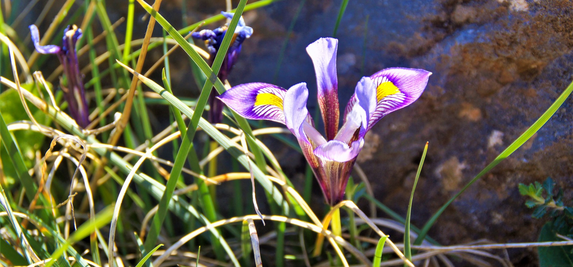 Iris unguicularis cretensis