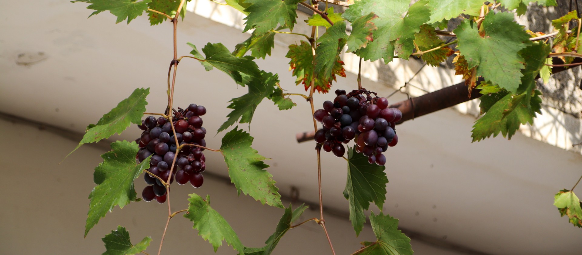 Vindruvorna har överlevt i Kalami